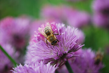 пчела собирает нектар