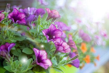 Beautiful blooming petunias in pot