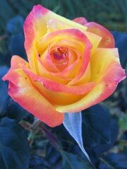 Fototapeta na wymiar Pink and Yellow Rose Close Up
