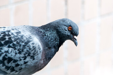 bird dove close up