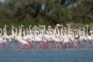 Fototapeta premium Greater flamingo, Phoenicopterus roseus
