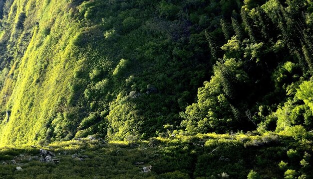 Spring in Farmington Canyon.  Utah.
