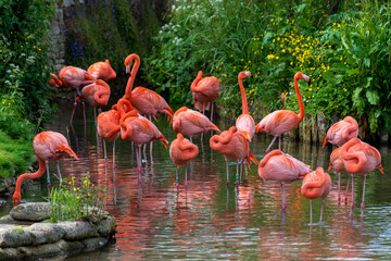 Flamingos - obrazy, fototapety, plakaty