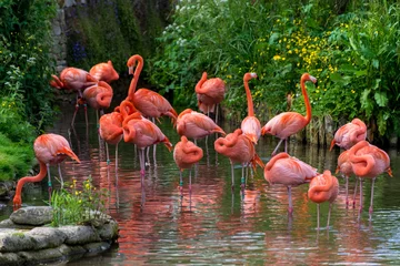 Wandaufkleber Flamingos © Heronim