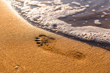 Beach, wave and footsteps at sunset time