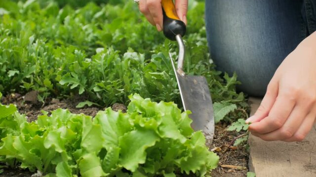 Closeup 4k video of young woman removing debris and weed from garden patch with trowel