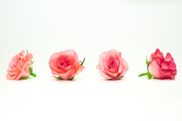 Fototapeta Róże czerwone różowe izolowane na białe tło  obraz