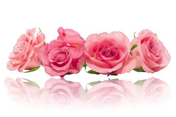Róże czerwone różowe izolowane na białe tło odbicie lustrzane