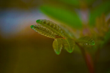 Baby Leaves