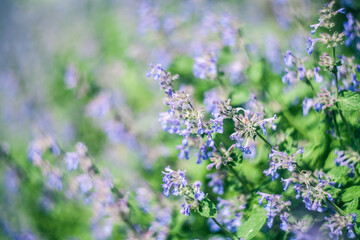 Obraz premium Summer field of purple flowers background with shallow depth of field.