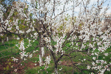 Fototapeta na wymiar Flowers on a branch of a blossoming apricot tree in spring. 