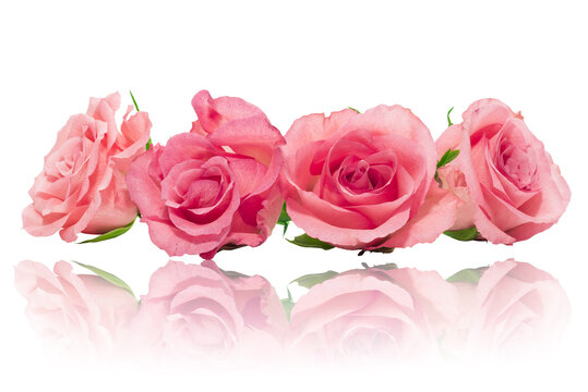 Róże czerwone różowe izolowane na białe tło odbicie lustrzane © Sebastian