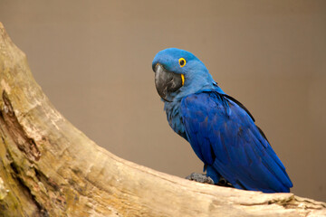 Anodorhynchus leari - Lears macaw