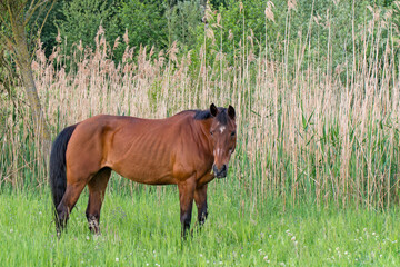 Grasendes Pferd