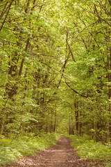 Fototapeta na wymiar Landscape summer European forests.