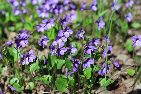 violets spring primrose in forest