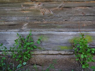 Old wooden wall and spring plants