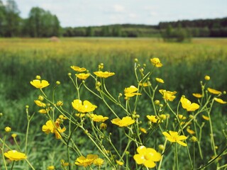 Yellow marigolds on spring meadow