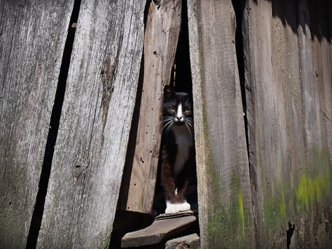 Black and white cat in old barn