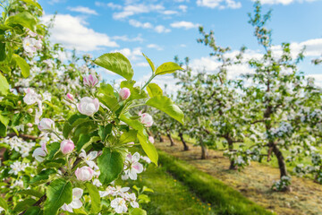 Apple garden blossom close up