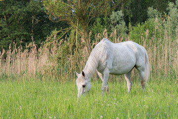 Grasendes Pferd