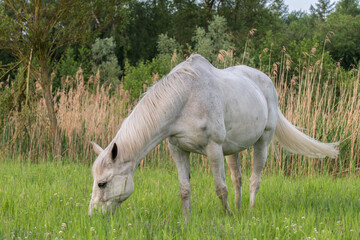 Grasendes Pferd
