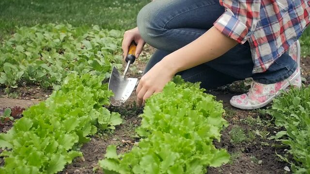Slow motion video of young woman digging holes for seedlings at garden