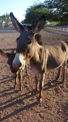 Donkey Mom and Baby at Desert Dusk