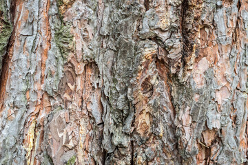Background, the texture of the bark of a tree, on the whole frame. Horizontal frame
