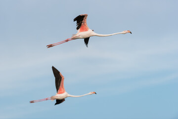 Fototapeta premium Rosaflamingo, Greater flamingo, Phoenicopterus roseus