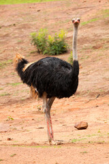 Commun Ostrich - Struthio camelus