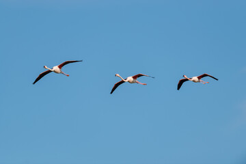 Rosaflamingo, Greater flamingo, Phoenicopterus roseus