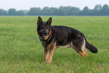 Deutscher Schäferhund