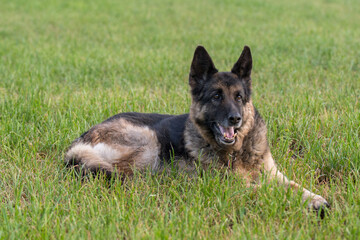 Deutscher Schäferhund