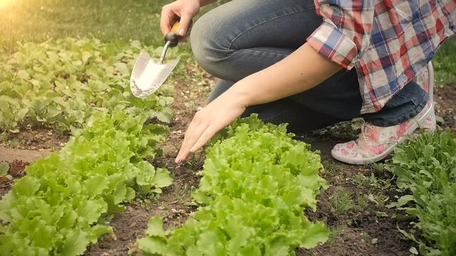 Slowmotion shot of young woman digging soil on garden patch with growing lettuce