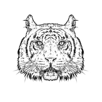 A beautiful tiger. Vector illustration. Wild animal, predator.
