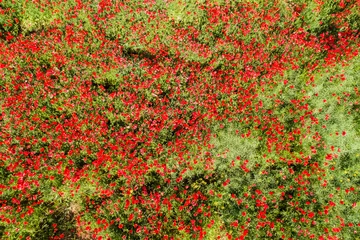  aerial view of red poppy field © Csák István
