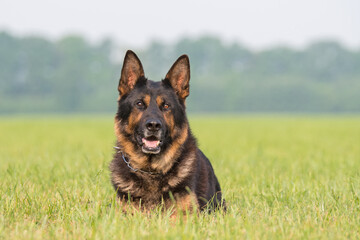 Deutscher Schäferhund
