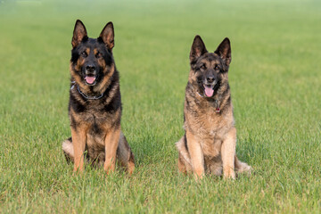 Deutscher Sch&auml;ferhund