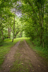 Fototapeta na wymiar Pathway Through Forest 