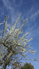 cerisier en fleurs