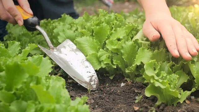 Slow motion closeup video of young woman working in garden and growing green salad