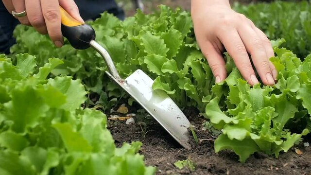 Closeup slow motion video of female hands holding trowel working in garden