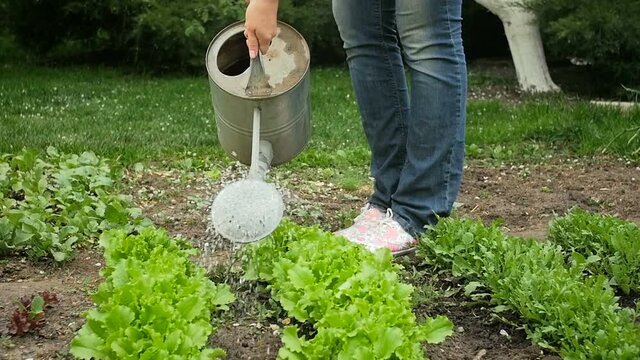 Slow motion video of young female farmer watering garden from can