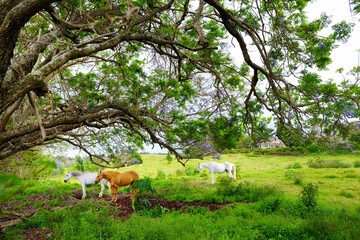 Three beautiful horses grazing under purple jacaranda tree flowering on Maui island, Hawaii