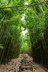 Path through dense bamboo forest, leading to famous Waimoku Falls. Popular Pipiwai trail in Haleakala National Park on Maui, Hawaii.