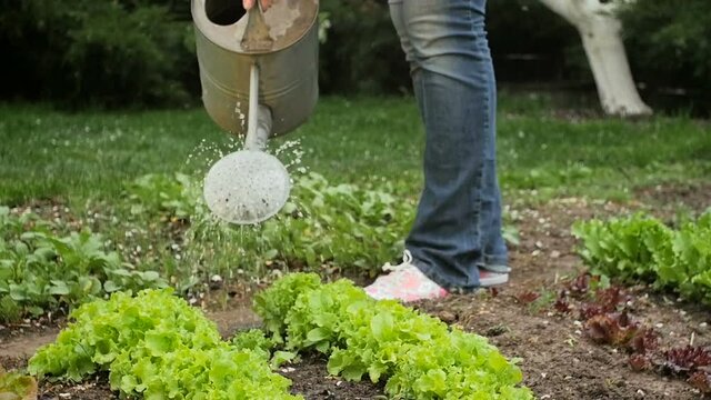 Slow motion shot of young woman watering salad at backyard garden