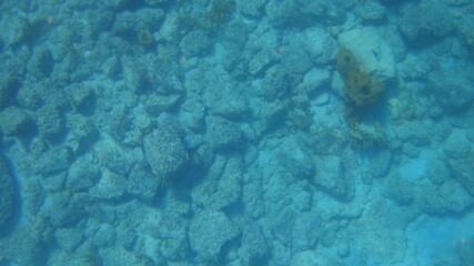 Rocky Sea Bottom Background