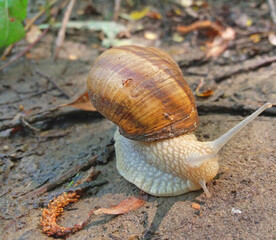 Snail and nature