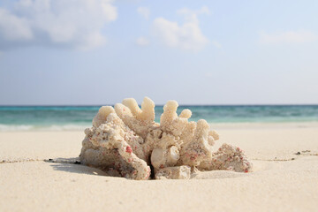 Obraz na płótnie Canvas Coral found on the beach of Ukulhas, Maldives